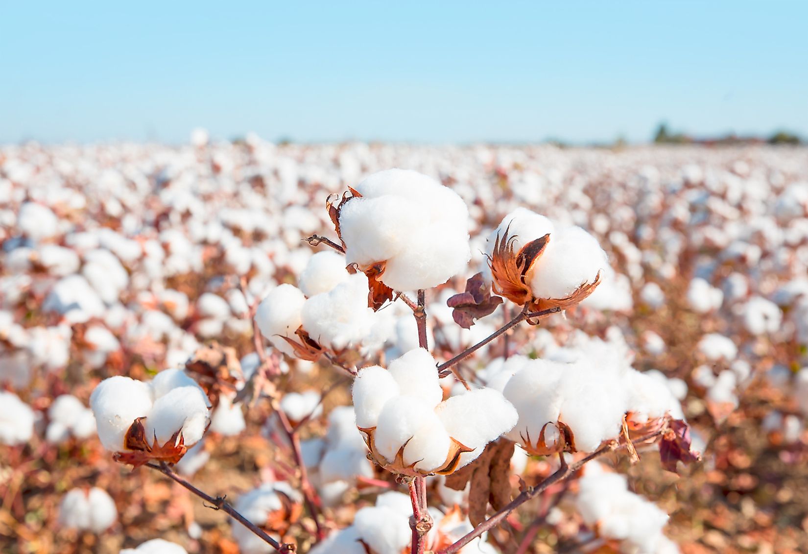 India Needs to Explore Cotton Reserves Stockpiling