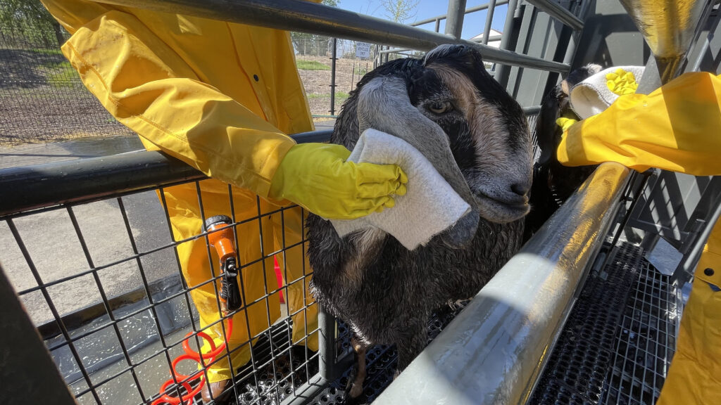 FiberTect to wipe away toxins from the skin of a goat