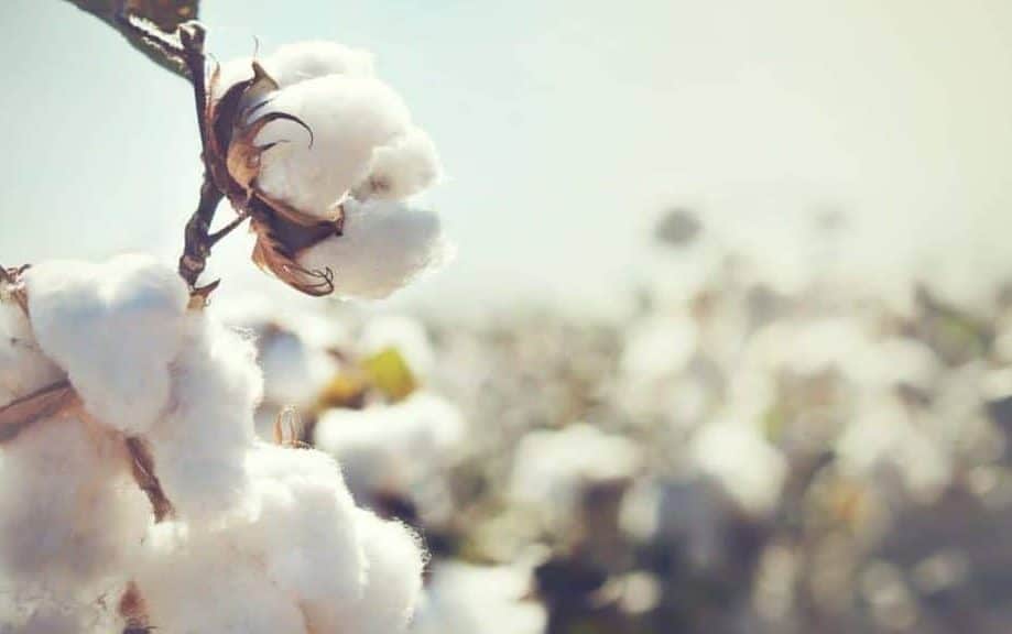 Better Cotton Roadmap to Strengthen Uzbekistan Programme